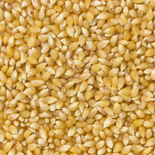 Amish Country Popcorn - Baby White Hulless Popcorn