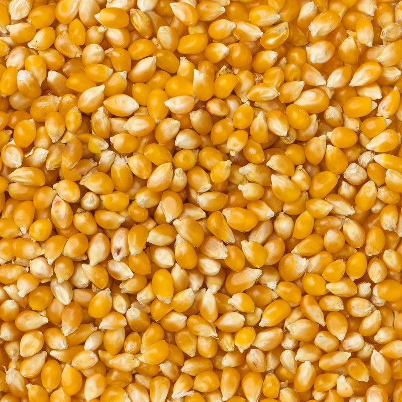 Amish Country Popcorn - Baby Yellow Popcorn