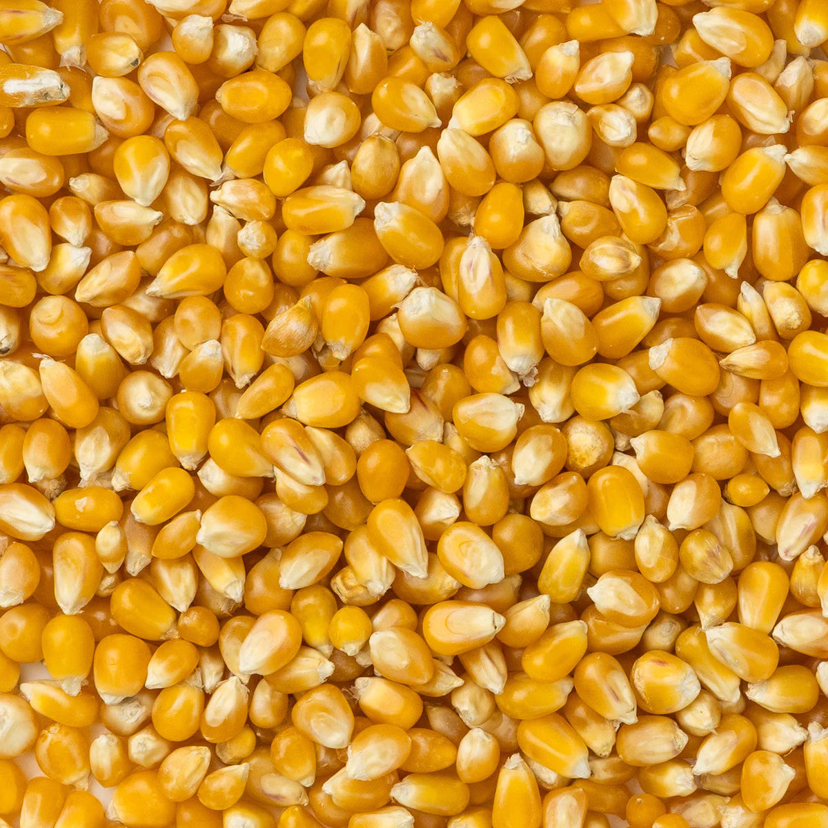 Amish Country Popcorn - Extra Large Caramel Type Popcorn