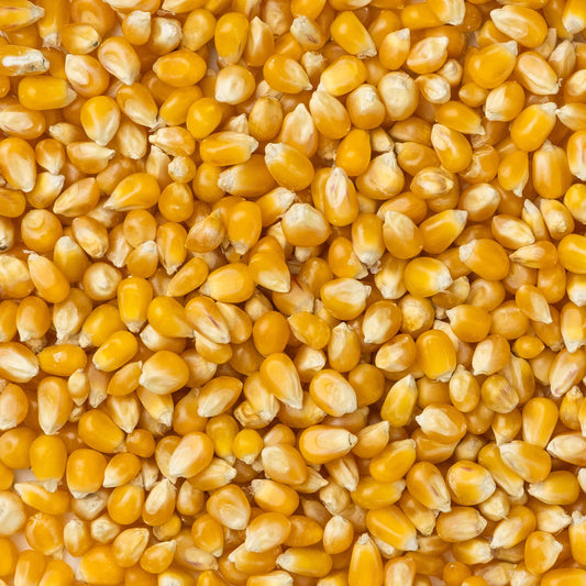 Amish Country Popcorn - Extra Large Caramel Type Popcorn