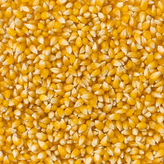 Amish Country Popcorn - Ladyfinger Popcorn