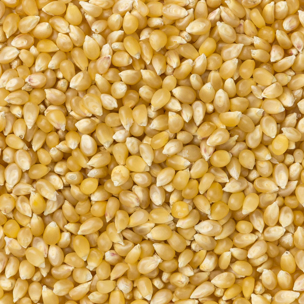 Amish Country Popcorn - Medium White Hulless Popcorn