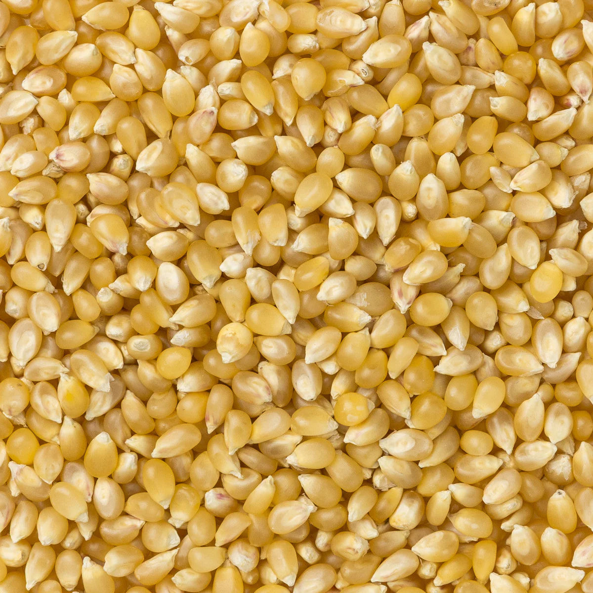 Amish Country Popcorn - Medium White Hulless Popcorn