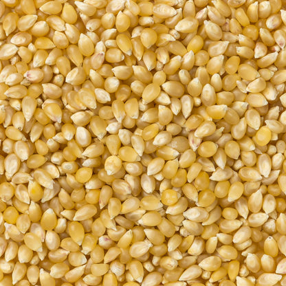 Amish Country Popcorn - Medium White Hulless Popcorn