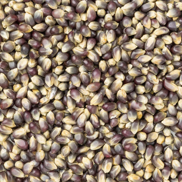 Amish Country Popcorn - Midnight Blue Hulless Popcorn