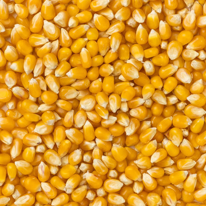 Amish Country Popcorn - Mushroom Popcorn