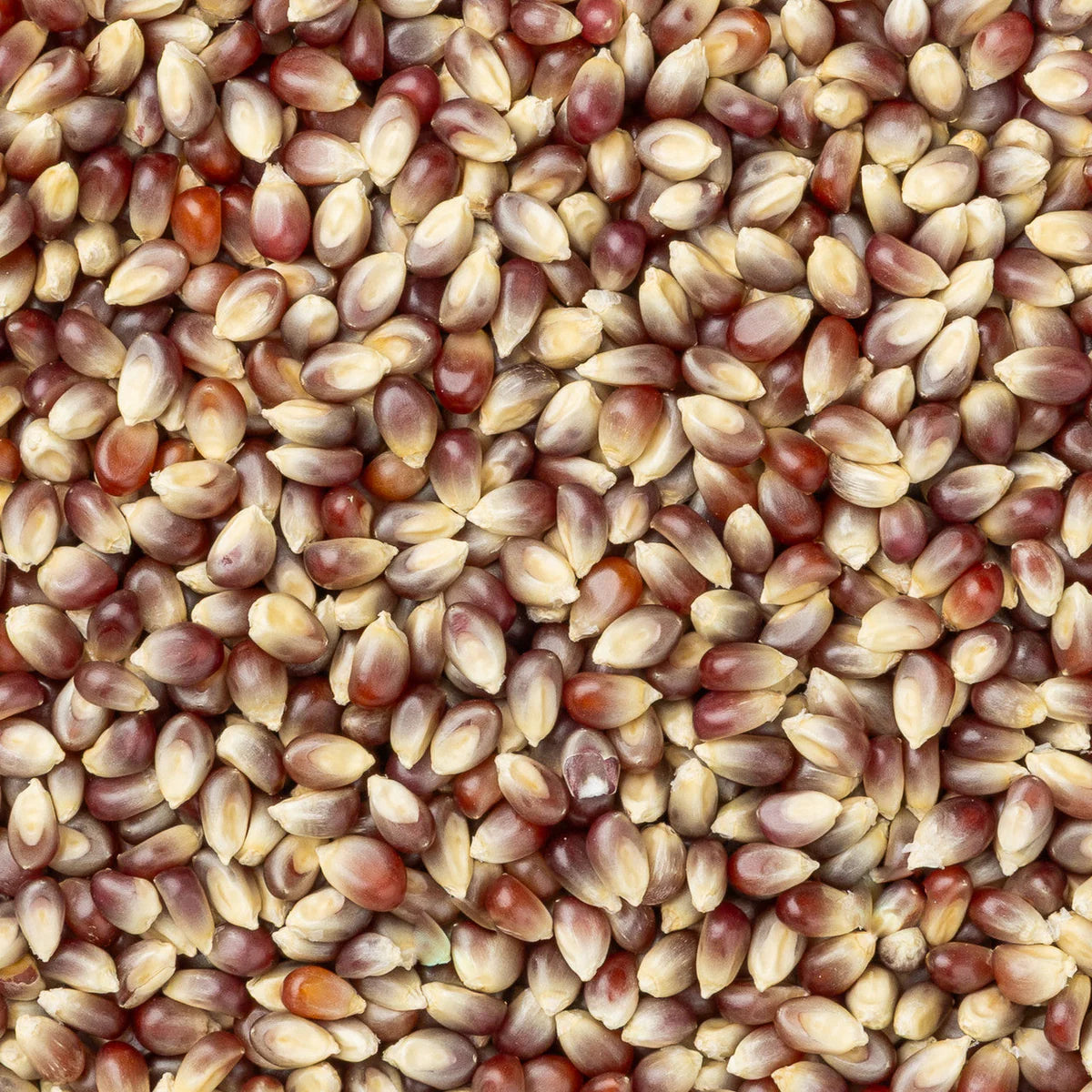 Amish Country Popcorn - Purple Popcorn