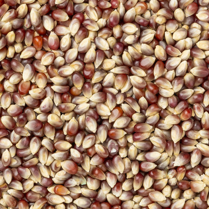 Amish Country Popcorn - Purple Popcorn