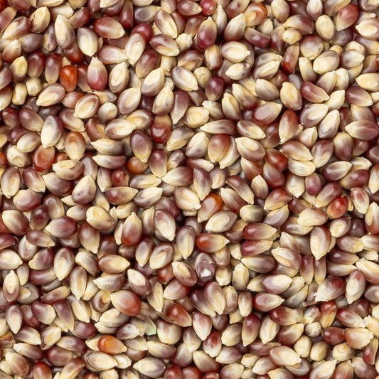 Amish Country Popcorn - Purple Popcorn