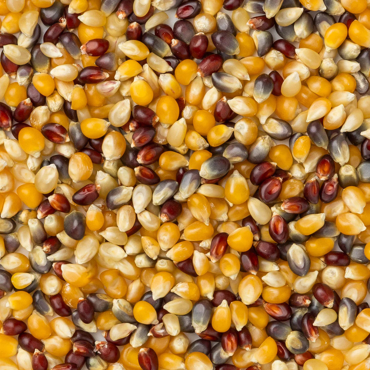 Amish Country Popcorn - Rainbow Popcorn