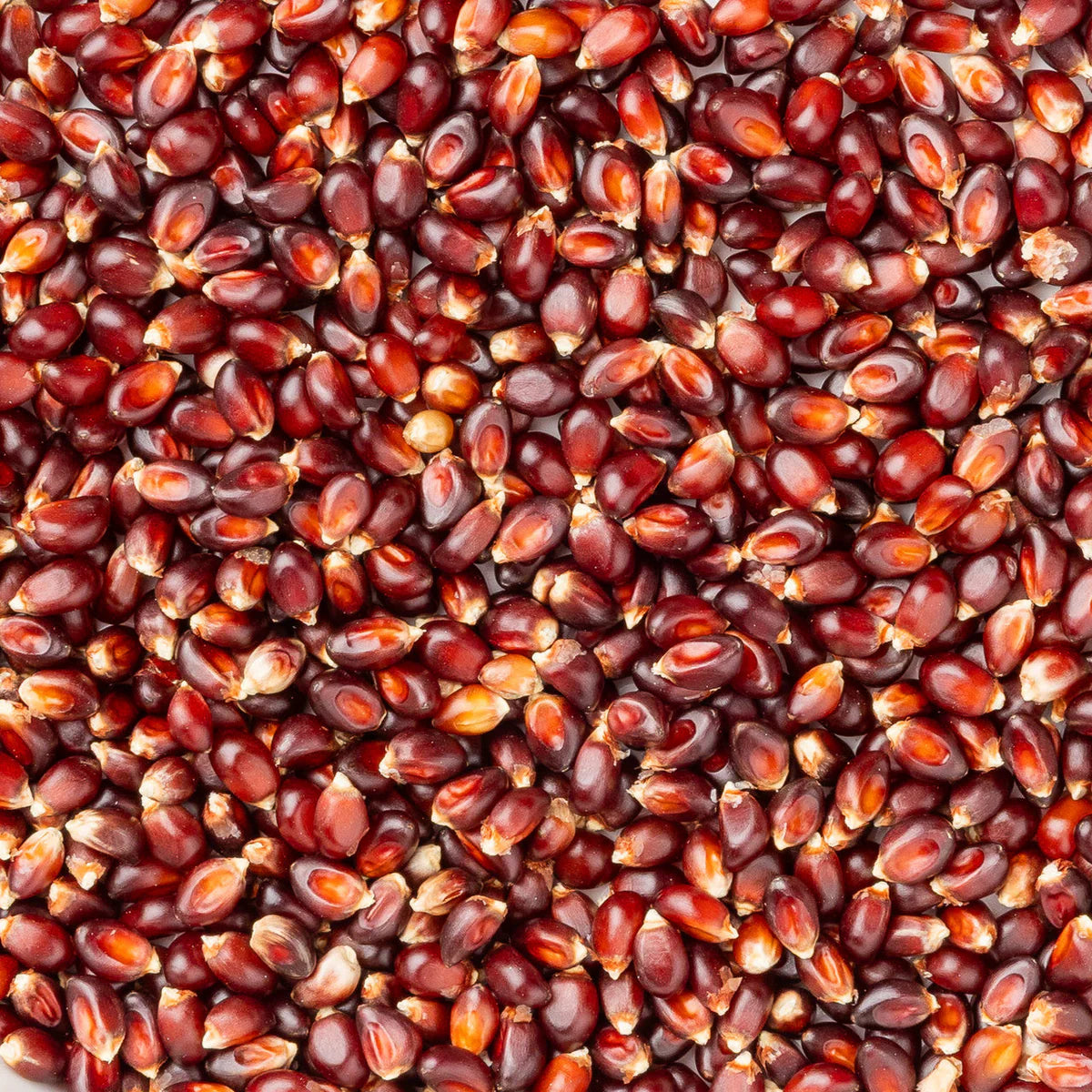 Amish Country Popcorn - Red Popcorn